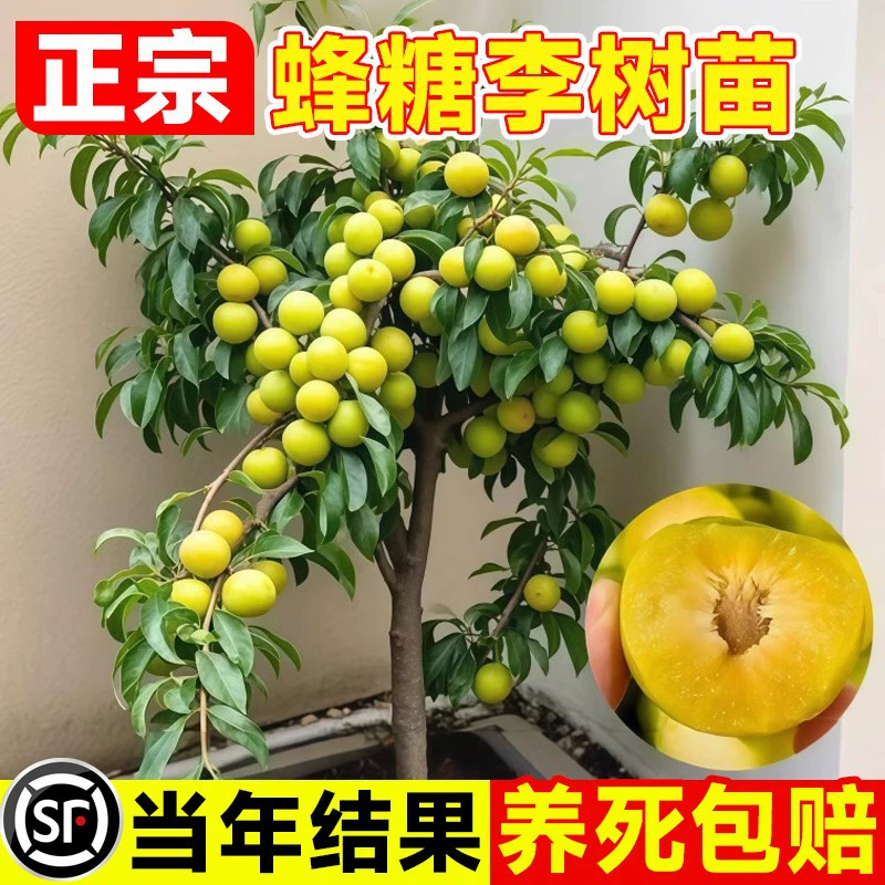 Саженцы сахарного слива, очень крупные позднеспелые безкостные зеленые хрустящие саженцы сливы, трехцветочные саженцы сливы для посадки на севере и юге.