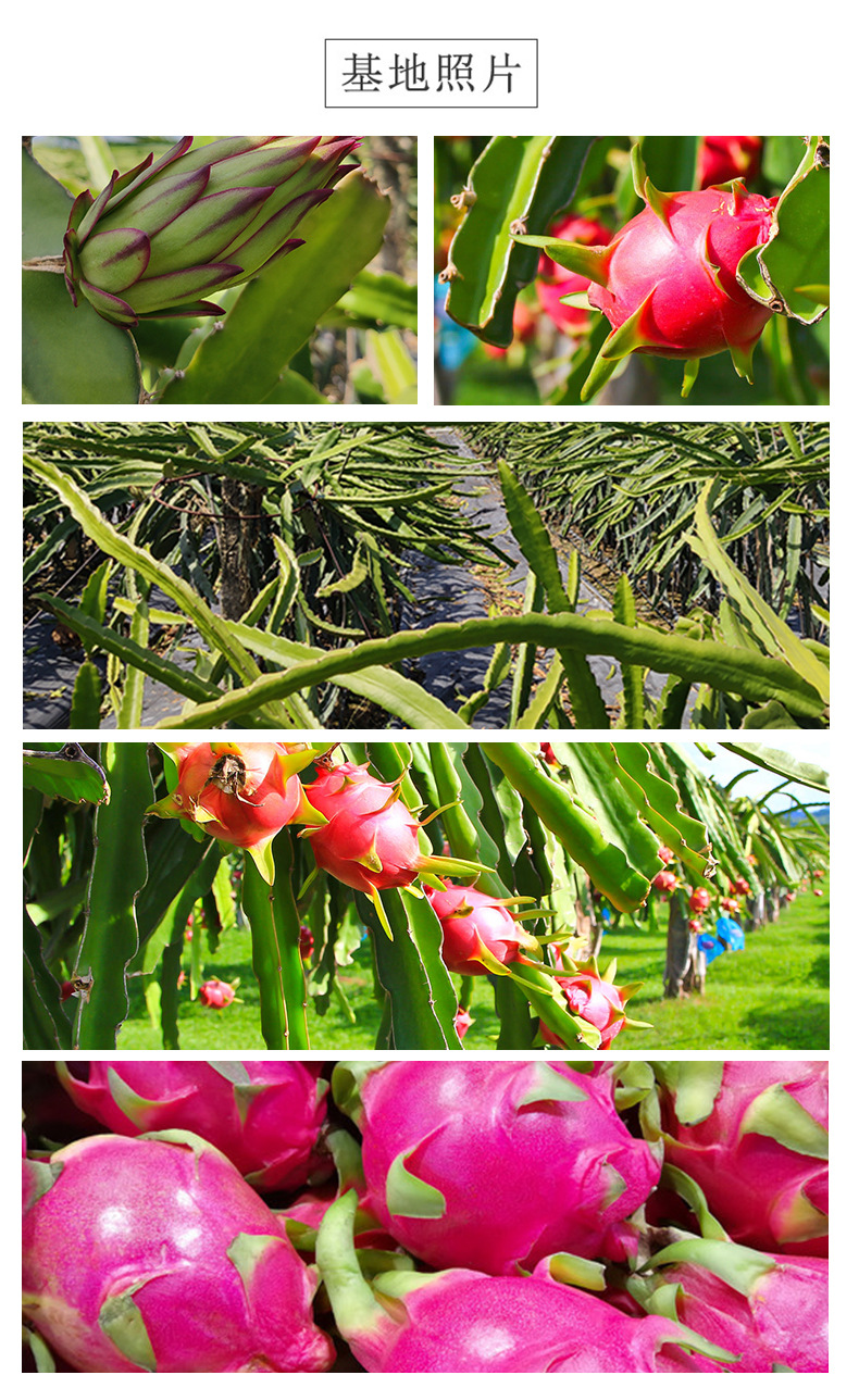 Freeze-Dried Red Dragon Fruit Slices Hong Long Guo 50g Sweet Tropical Dried Fruit Herbal Tea quality and texture