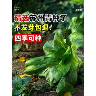 ��Ʒ���~���_�K����N�Ӻڴ��^�Ϻ���N�Ѵ�ȫ����С�ײ��ļ��Nֲ