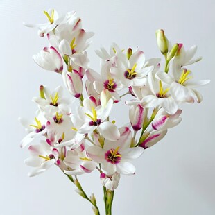 ���װٺ��r������ˮ���л�С�������仨��������������ֱ�l