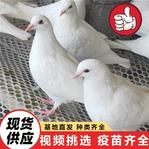 [常年出售体重(1斤7两左右）白羽王种鸽|（2斤左右）落地王鸽|肉鸽]