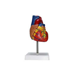 生产人体心脏模型带数字标识可拆上盖LYA014