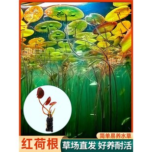 Easy-To-Grow and Durable Aquarium Aquatic Plants, Fish Tank Decoration, Live Real Aquatic Plants, Live Freshwater Plants, Red Lotus Roots