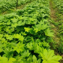 八角金盘苗木植物景观绿化庭院植物批发