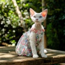 �黨�Ϲ�ȹ���¿ɐ۹����oë؈�·������·�˹�ҿ�˹؈