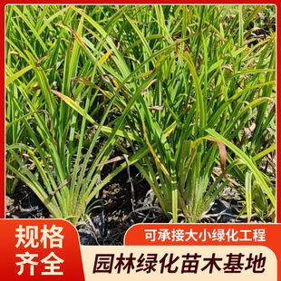 ���G��ݱ��� �@�־G���ر�ֲ�� ����ͺ��ļ������S�ҹ���