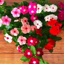 _LN껨ɫG̨҃ͥԺױ軨N؛Դ