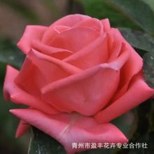 ���¼�����󻨝���ͥԺ�ٱ�����ֲ���̨����õ�������ļ�