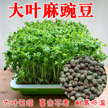 廠家批發大葉麻豌豆種子綠麻豌豆種子可以生芽苗