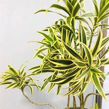 ��߅�ٺ�������ֲ����Ѫ���҃ȿ͏d���W�L���;Gֲ�����՚��ֲ��