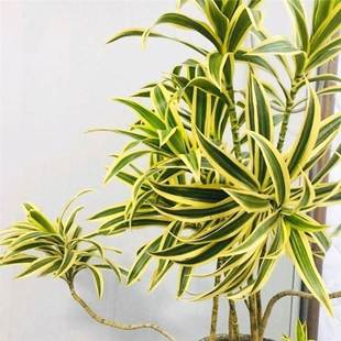 ��߅�ٺ�������ֲ����Ѫ���҃ȿ͏d���W�L���;Gֲ�����՚��ֲ��