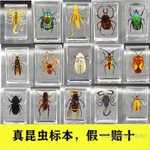 �挍���x�˱�͸����֬֩��ϐ������˱��̌W�^�����x�˱����x�[��