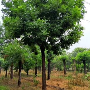 �������繤�̾G������С�� �G����ľ �������е���