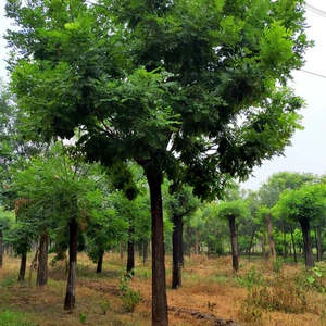 Sophora Sapling Project Greening Sophora Greening Sophora Sophora Sophora