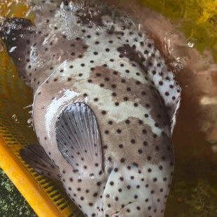 ��ɳҰ�������ʯ���~�r���Ѫ����b�Ĵ��~��������� 1��