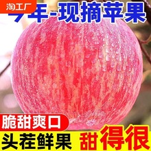 山西红富士苹果当季冰糖心丑苹果脆甜新鲜水果斤新苹果客服