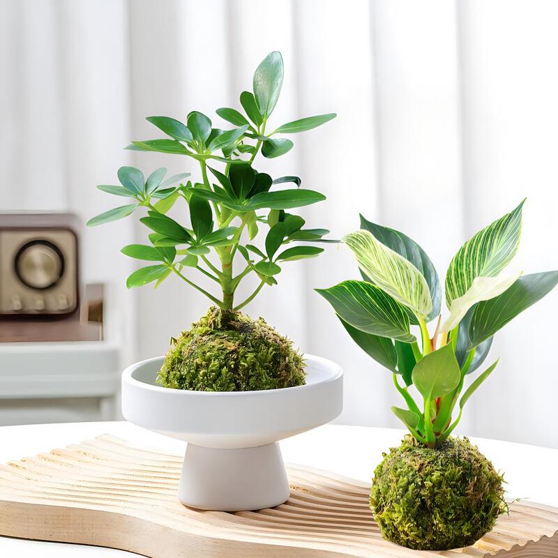 Moss Ball Hydroponic Plant Desktop Small Potted Plant Office Green Plant Purifies Air and Absorbs Formaldehyde, Easy to Feed for Lazy People