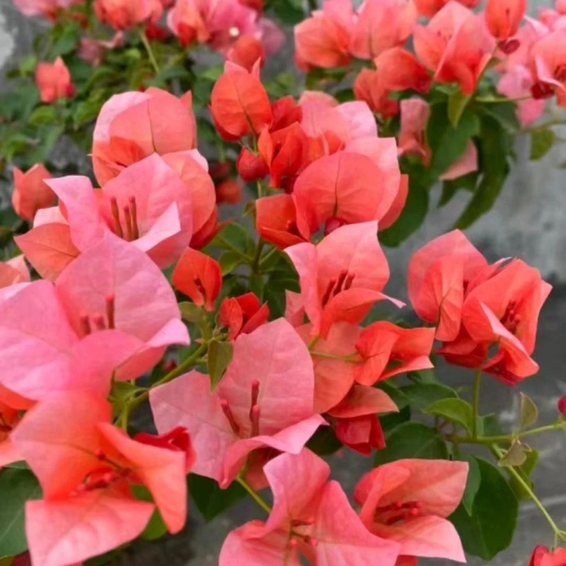 신제품 추천 (단수박)