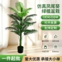 植物家居室外大型散尾葵