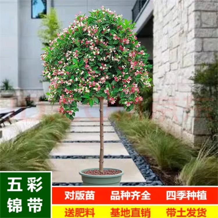 五彩锦带花树苗盆栽锦带小苗庭院大型耐寒风景树高杆五彩锦带树苗