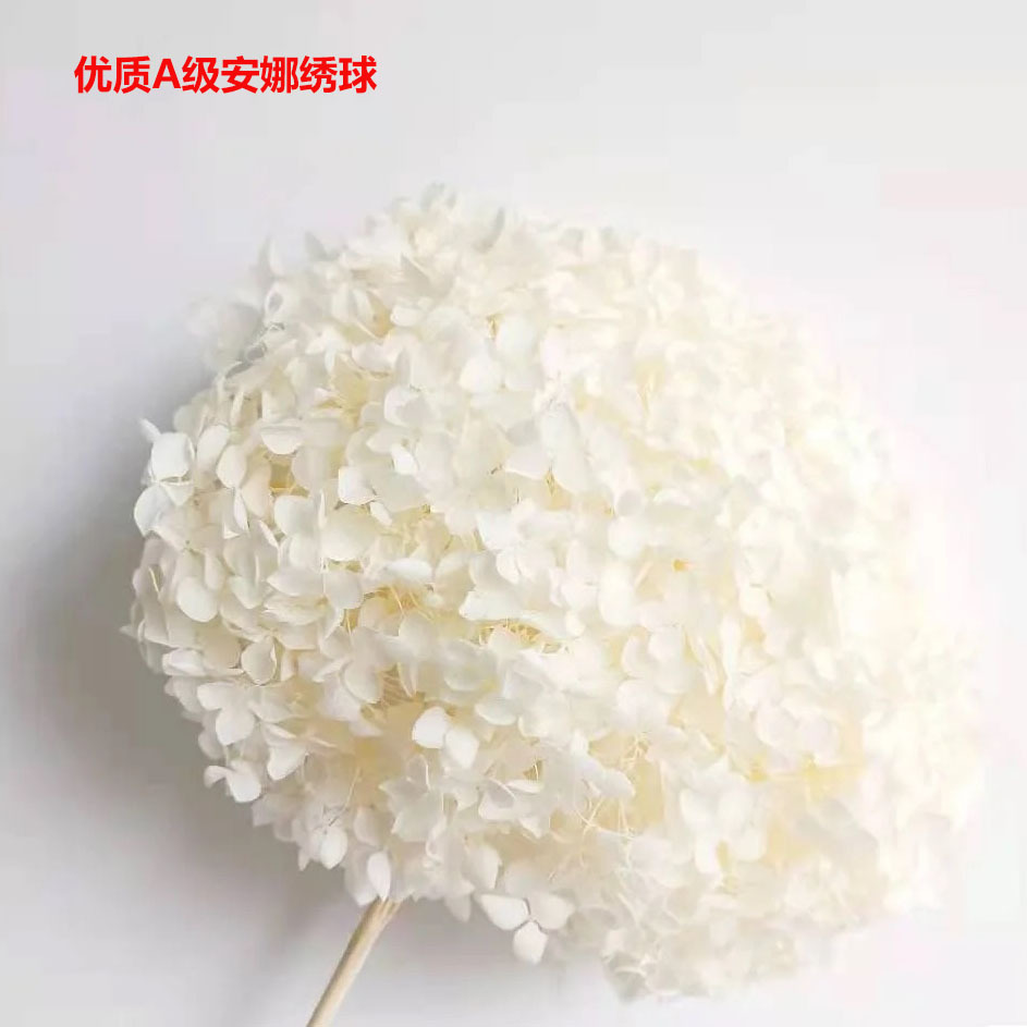云南永生绣球批发小叶彩色单支A级安娜绣球保鲜花23-35厘米不凋谢