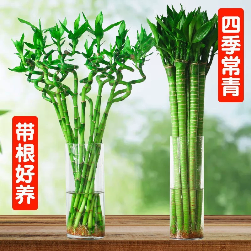 Водный культивированный бамбук удачи, бамбук удачи, изогнутый бамбук, бамбук дракона, водный бамбук, бамбук процветания с корнями, комнатные зеленые растения, гидропонные растения, цветы.