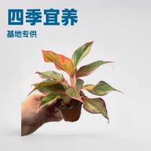 Դ^Gֲ90#ft߲fСԻؾWt辰l