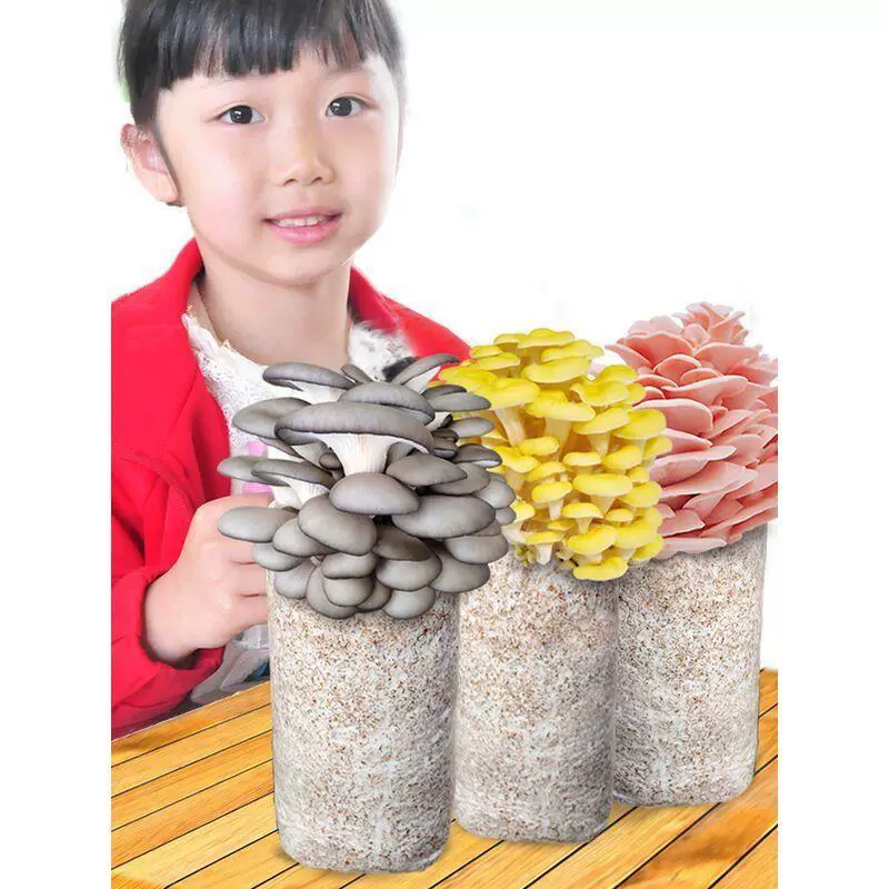 Pleurotus ostreatus гриб мешок грибок палка посадка съедобные посадки ароматные Золотая игла посадка гриб мешок посадочный мешок балкон чистая красная