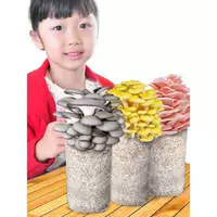 Pleurotus ostreatus гриб мешок грибок палка посадка съедобные посадки ароматные Золотая игла посадка гриб мешок посадочный мешок балкон чистая красная