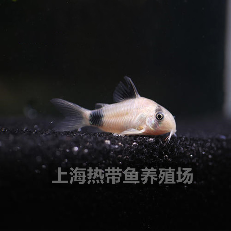 Panda rat fish ornamental fish living tools fish rat fish cleaner fish swimming grass tank tropical fish farm wholesale
