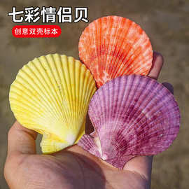 天然七彩情侣贝 海螺紫色墙贴壁 家居鱼缸装饰 摄影道具造景批发