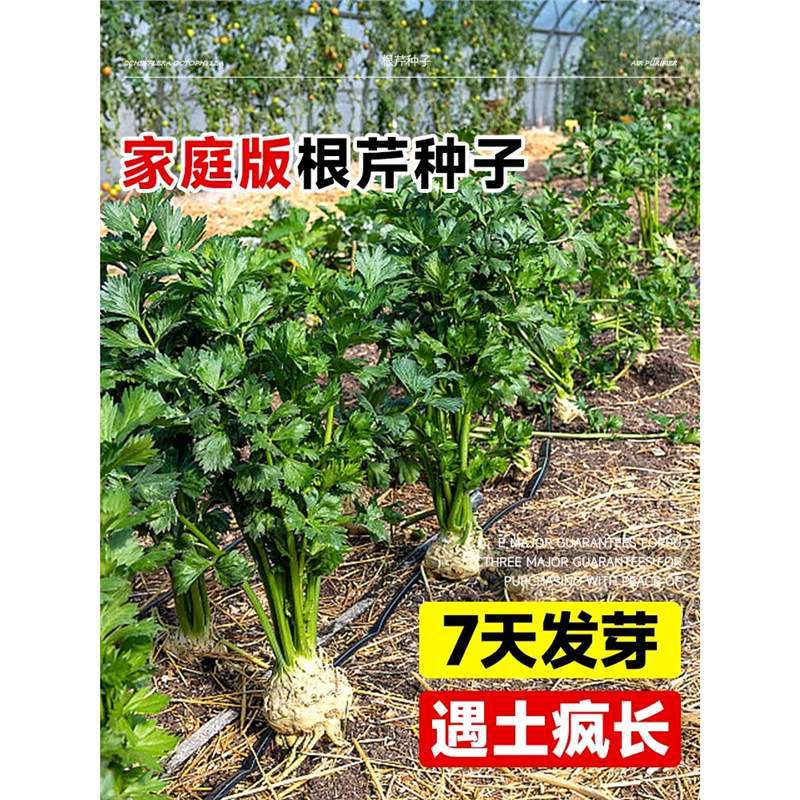 根芹菜种籽地中海芹菜种孑蔬菜秧苗农作物种子阳台盆栽四季种植苗