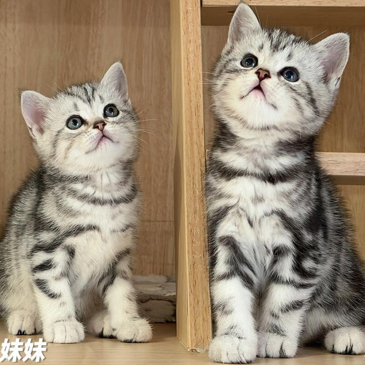 Purebred American Shorthair Kitten, Live Tiger-Striped Cat, Short-Legged Cat, Kitten, Live Pet Cat, American Shorthair Plus White Cheese Cat Purebred American Shorthair Kitten, Live Tiger-Striped Cat, Short-Legged Cat, Kitten, Live Pet Cat, American Shorthair Plus White Cheese Cat