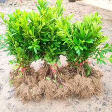 ë�N�����ľ�@��ͥԺ�G���������ļ����N���绨�@�ֻ����_��ֲ��