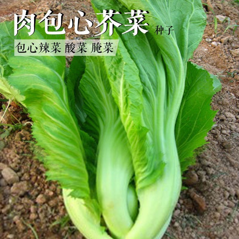 大肉包心芥菜种子腌制酸菜泡菜盖菜榨菜四季播蔬菜种子青菜籽