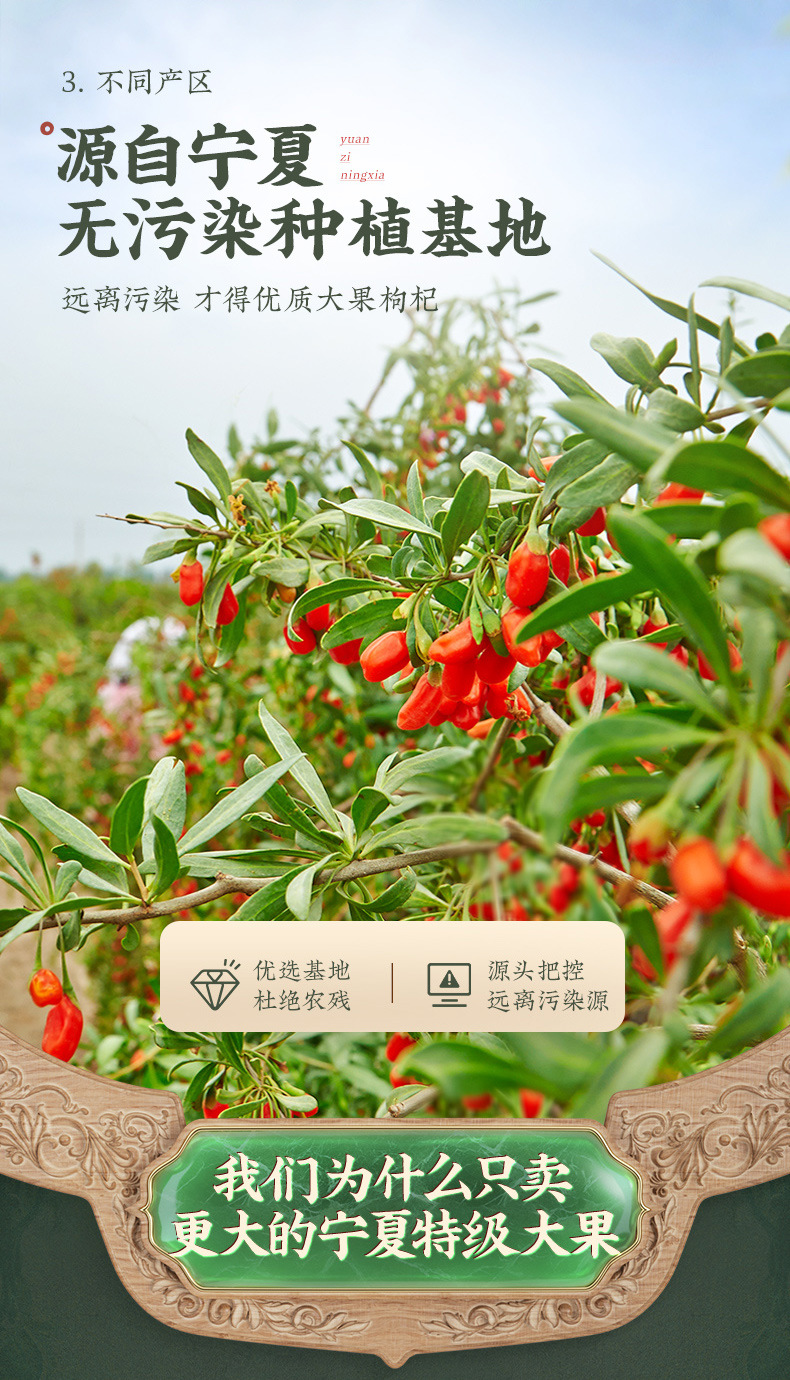 Ningxia Goji Berries Premium Grade Large Fruit First Harvest Dried Wolfberry for Tea and Water quality and texture