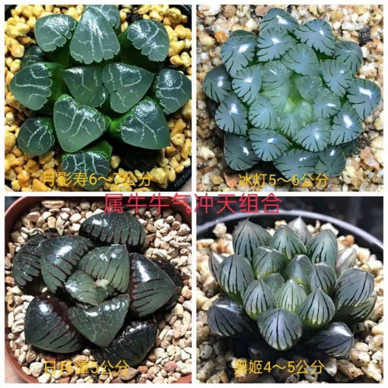 황소(월영수+얼음등+해월담+검은근육)