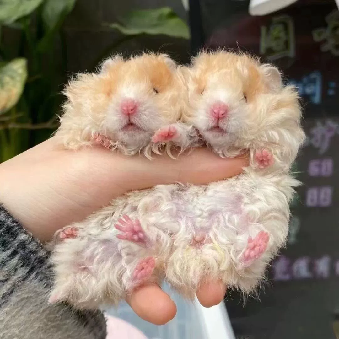 Curly Polly Yellow Polly Black Polly Fire Polly Honey Polly Dove Grey Длинношерстный Золотой Медведь Корица