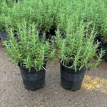 迷迭香苗盆栽可食用驱蚊植物香草薄荷苗水培花卉绿植物室内煎牛排