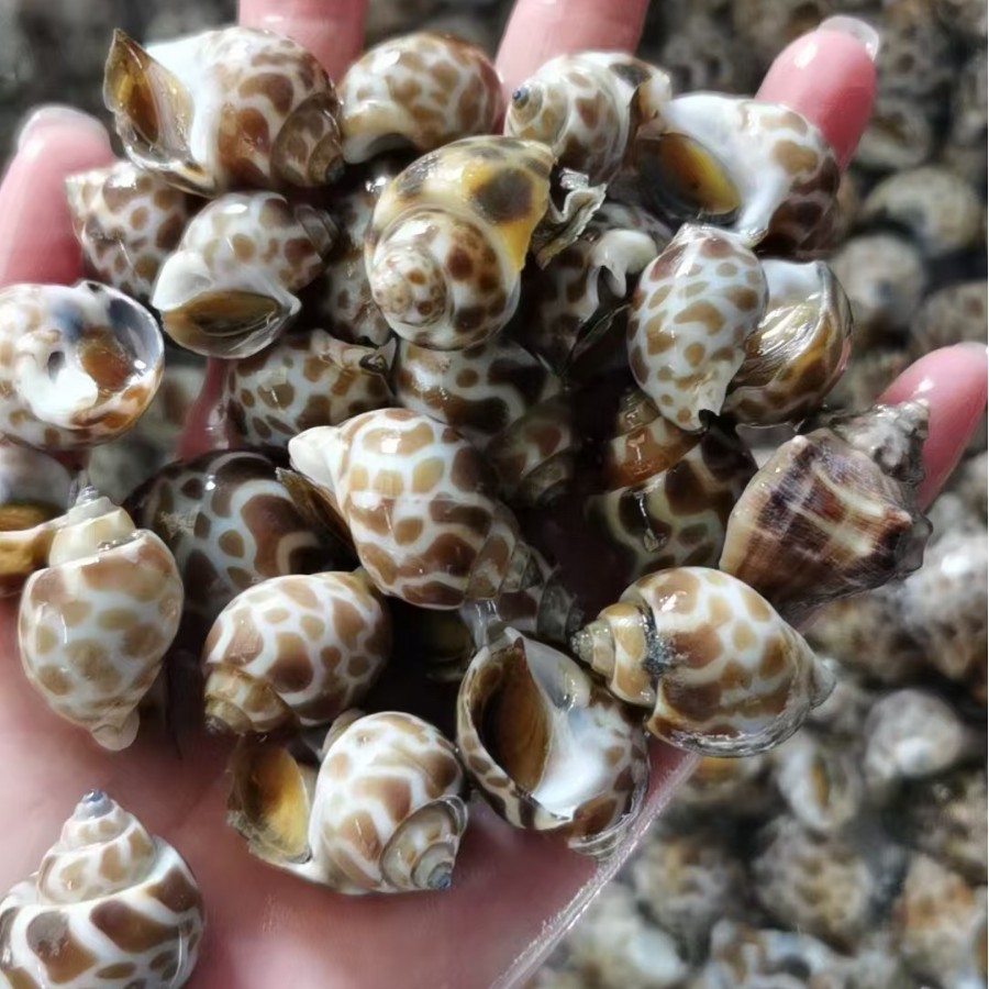 捞汁花螺新鲜海螺特大号海鲜水产鲜冻冷冻东风螺特大花螺贝类盐焗