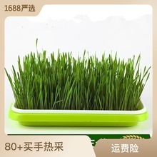 豆芽发芽盘家用无土栽培水培育苗盆小麦苗种植盘芽苗菜育苗盆批发