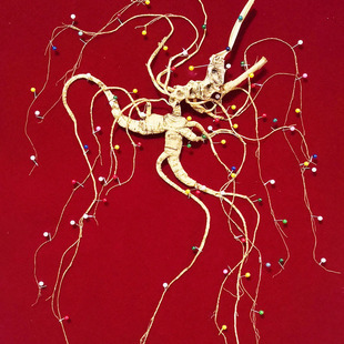 ���xԴ�˅��Y�м����L��ɽҰɽ���|�������Y���˅�ԭ�a�ش��l