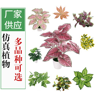 �羳����Gֲ�ȼ���С��˹ֲ��廨�b�����G�~����ֲ�����
