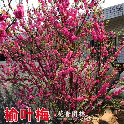 느릅나무매화 2cm [그해에 피는 것