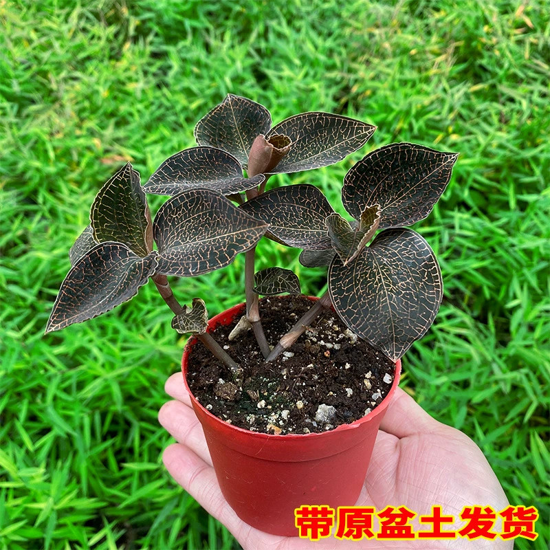 Фуцзянь Нанкин сорт Anoectochilus roxburghii саженцы Hongxia Культура ткани саженцы Anoectochilus бутылка саженцы Hongxia завод прямые поставки