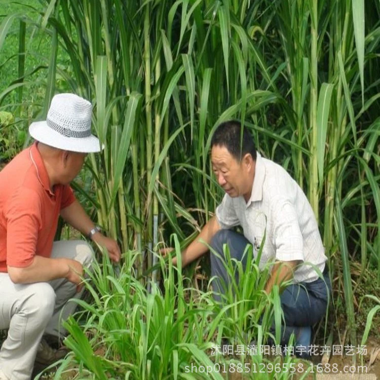 Сладкий Слон Семена Травы Высокоурожайная кормовая трава Новый Тип Императорской бамбуковой травы Импортированное Хуан Национальность подлинные товары Гибрид Тайваня Сладкий Слон Трава кормовая Трава Семена