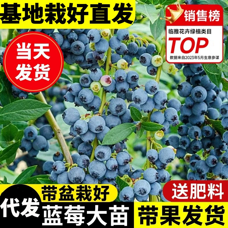 Крупноплодный черничный саженец дерева