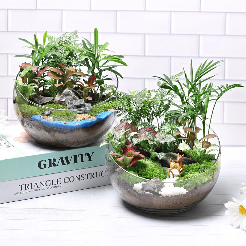 20c мох DIY микроландшафт экологическая бутылка зеленый завод посадочный материал пакет резка комбинированный костюм теплая полевая деятельность большой