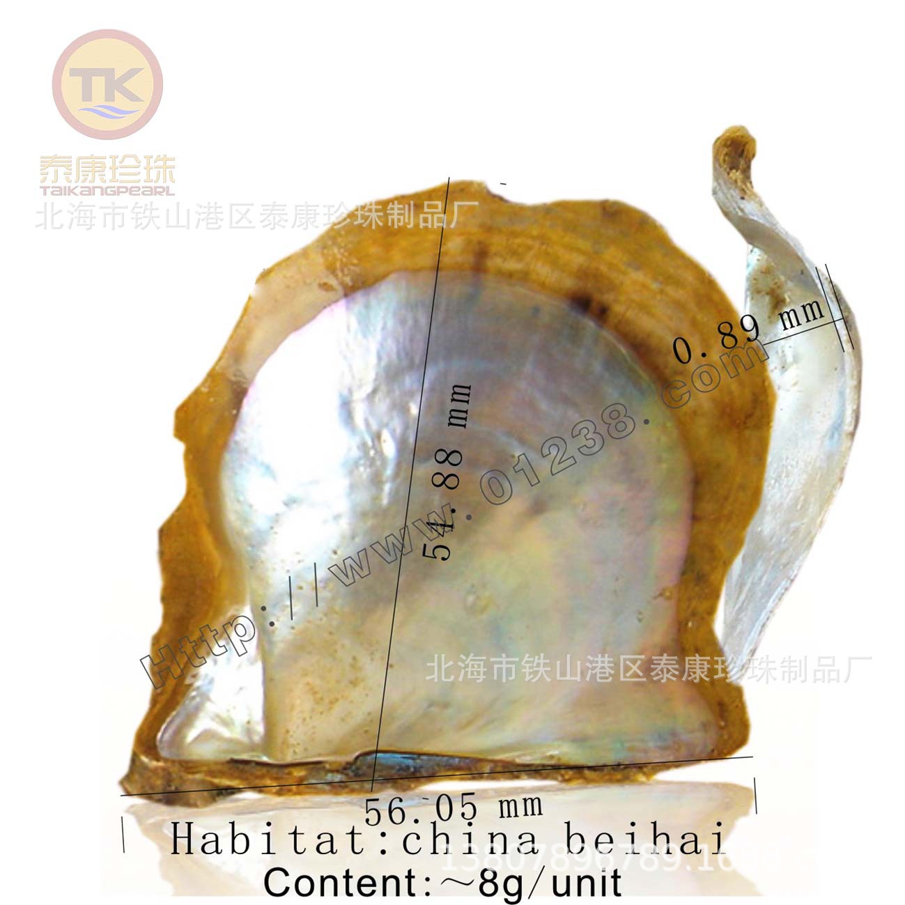 Akoya shell��������ĸ_���ϱ���%�������鱴��Ŧ��ԭ����