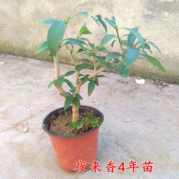 4년생 모종은 가지가 갈라져 같은 해에 꽃을 피웁니다.